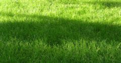 Wiese Gras